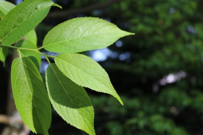 Eucommia ulmoides - gumojilm jilmovitý - jarní listy
